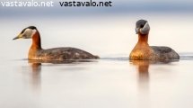 harkalinnut
