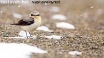 kivitasku