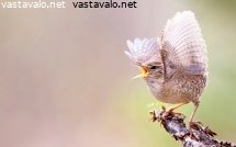 peukaloinen