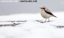 kivitasku