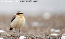 kivitasku