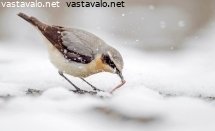kivitasku
