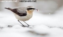 kivitasku