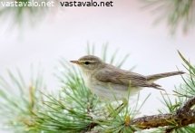 pajulintu