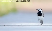 vastarakki