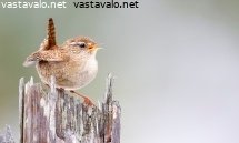 peukaloinen
