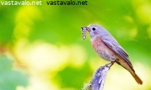 leppalintu