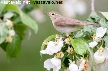 tiltaltti