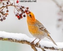 taviokuurna