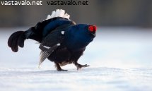 teeri
