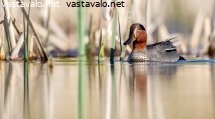 tavi