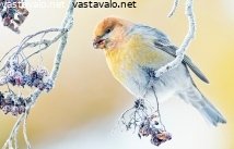 taviokuurna