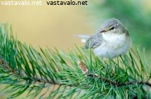 pajulintu