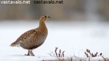 teeri