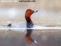 punasotka