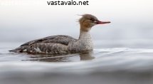 tukkakoskelo