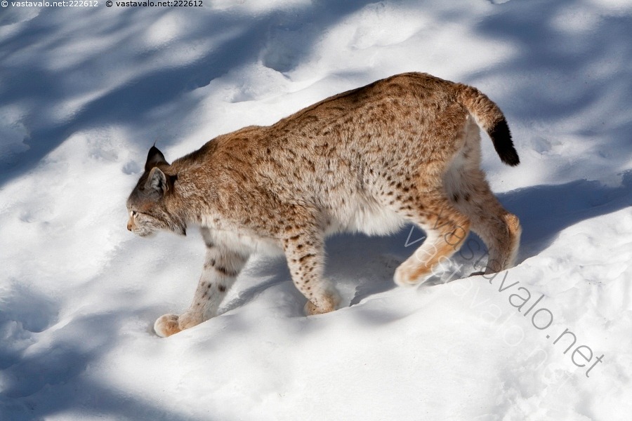 kuva-ilves-kev-ll-ilves-lynx-lynx-kissael-in-ranua-ranuan
