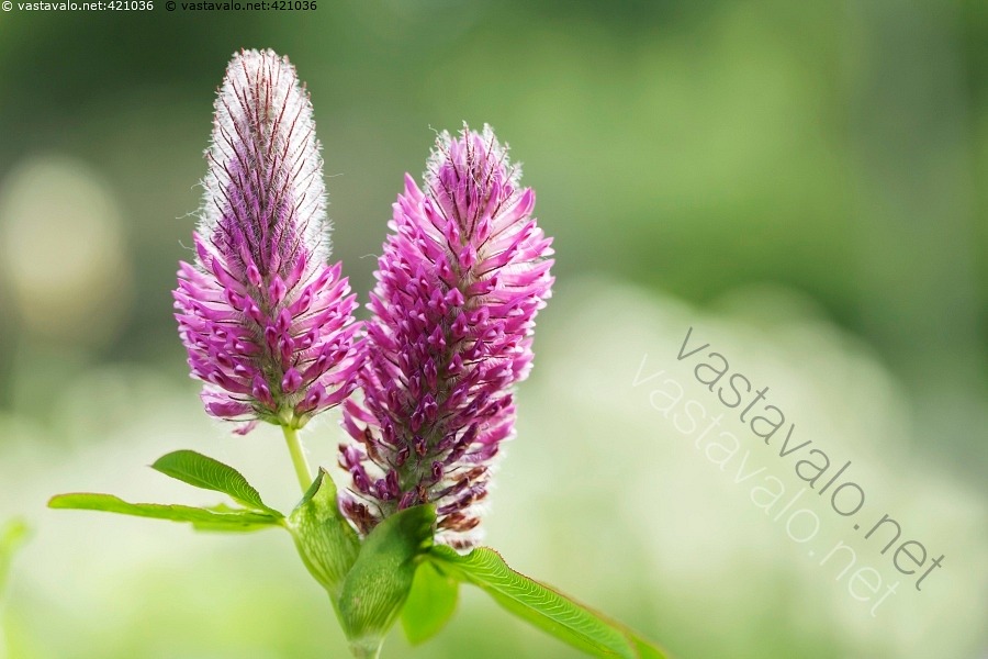 Kuva Rusoapila Apila Punainen Rusoapila Trifolium Rubens Kasvi Kes kuva-rusoapila-apila-punainen-rusoapila-trifolium-rubens-kasvi-kes