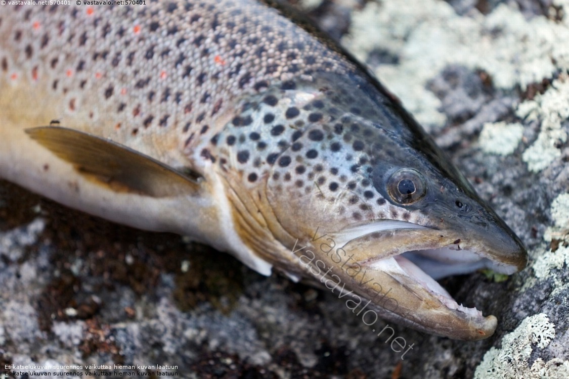 kuva-taimenen-p-saalis-saaliskala-taimen-lohikala-salmo-trutta