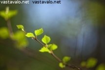kevaiset-koivunoksat