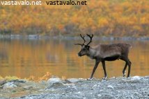 poro-kilpisjarven-rannalla