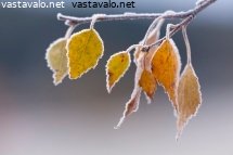 syksyiset-koivunlehdet