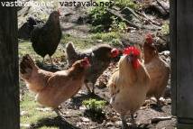 mummo blowjobs video