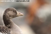 hanhen-poikanen