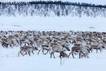 koottu-porolauma-matkalla-meren-rantaan