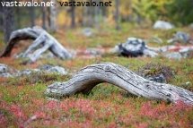 kaatuneet-hongat-metsassa