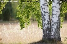 koivut