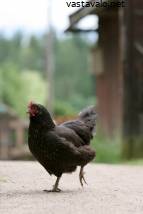 vapaa musta kukko imee kuuma lesbo Clip