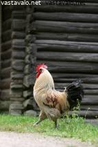 vapaa iso musta kukot kuvia