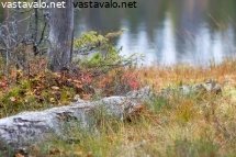 kaatunut-kelo-rannalla