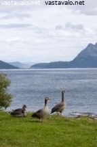 merihanhipoikue-rannalla