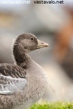 hanhen-poikanen