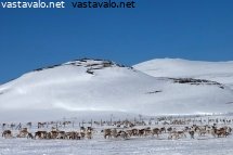 porot-aitauksessa