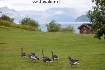 merihanhipoikue-rannalla
