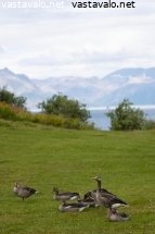 merihanhipoikue-rannalla