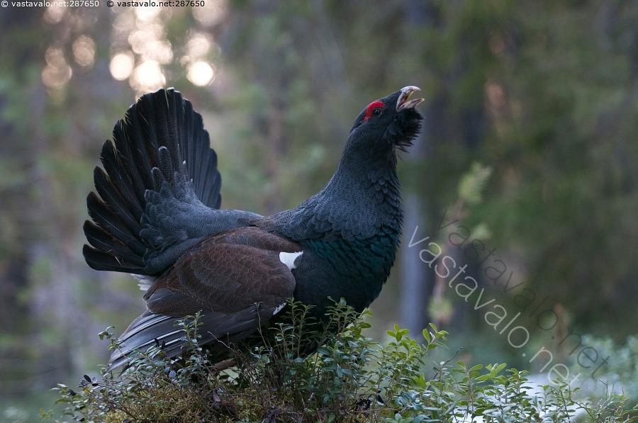 kuva-soiva-metso-metso-tetrao-urogallus-metsokukko-kukko-ukkometso