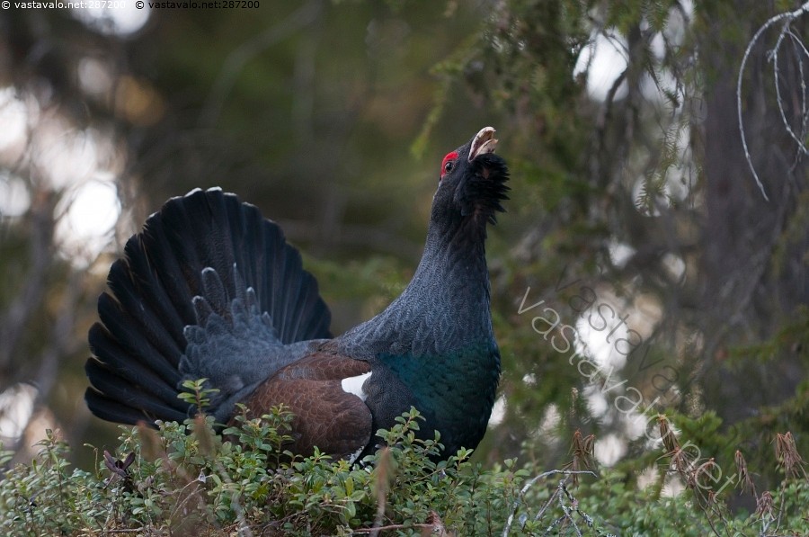 Hämmästyttävä kuuma suihin