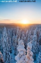 tykkylumimetsaa-sydantalvella