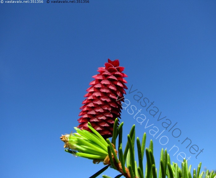 Kuva: Kuusen emikukka - kuusi kukkia punainen emikukka kukinto käpy ...