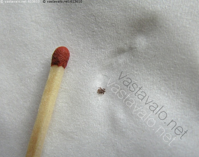 Kuva Puutiaisen Toukka Pieni Mutta Vaarallinen Ixodes Ricinus kuva-puutiaisen-toukka-pieni-mutta-vaarallinen-ixodes-ricinus