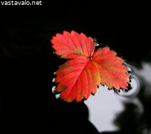 kelluva-mansikanlehti