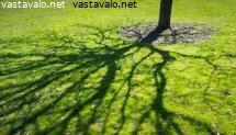puun-vihrea-varjo