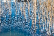 jaariitetta-ruovikossa