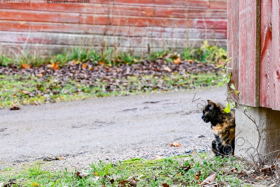 Kuva Maalaiskissa Molly Ulkoilemassa Kissa Lemmikkiel in Maalla kuva-maalaiskissa-molly-ulkoilemassa-kissa-lemmikkiel-in-maalla