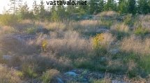 hakkuualueen-kasvillisuutta