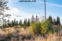 hakkuualueen-kasvillisuutta